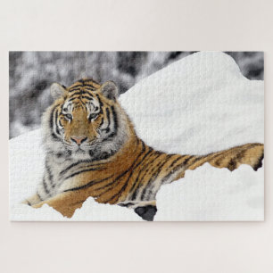 Bengal Tiger watching you from on the snow Jigsaw Puzzle