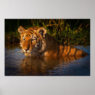 Bengal Tiger watching you from the water poster