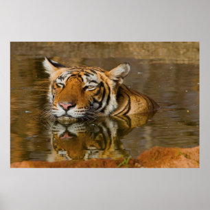 Bengal Tiger watching you from the water poster 2
