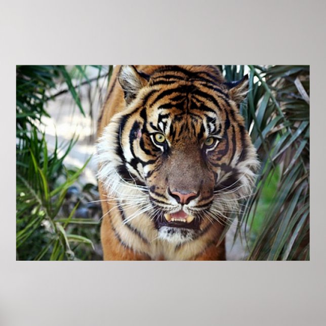 Bengal Tiger watching you poster 2 (Front)