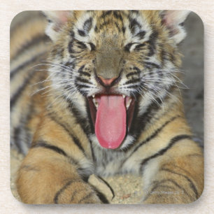 Bengal tiger yawning coaster