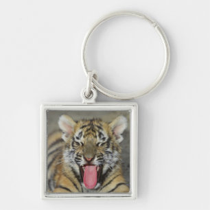 Bengal tiger yawning key ring