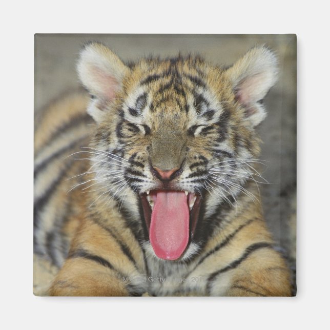Bengal tiger yawning magnet (Front)