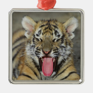 Bengal tiger yawning metal ornament