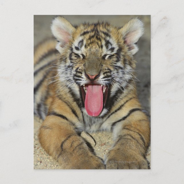 Bengal tiger yawning postcard (Front)