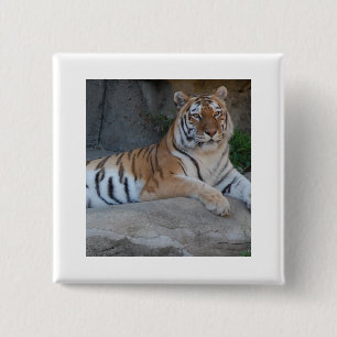 Bengal Tigers 15 Cm Square Badge