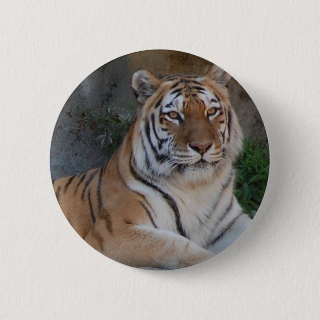 Bengal Tigers 6 Cm Round Badge (Front)