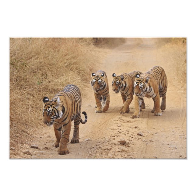 Bengal Tigers Photo Print (Front)