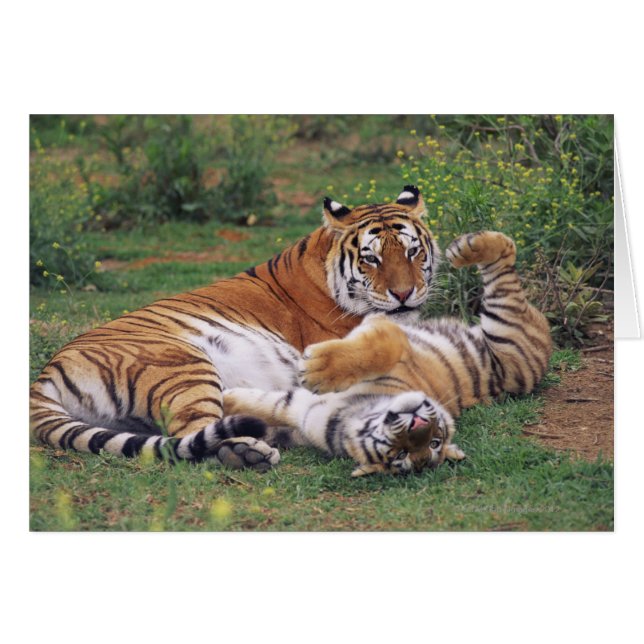 Bengal tigers playing (Front Horizontal)