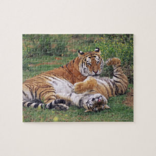 Bengal tigers playing jigsaw puzzle