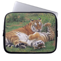 Bengal tigers playing