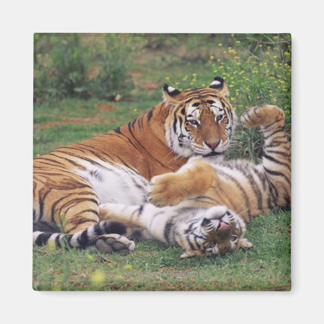 Bengal tigers playing magnet (Front)