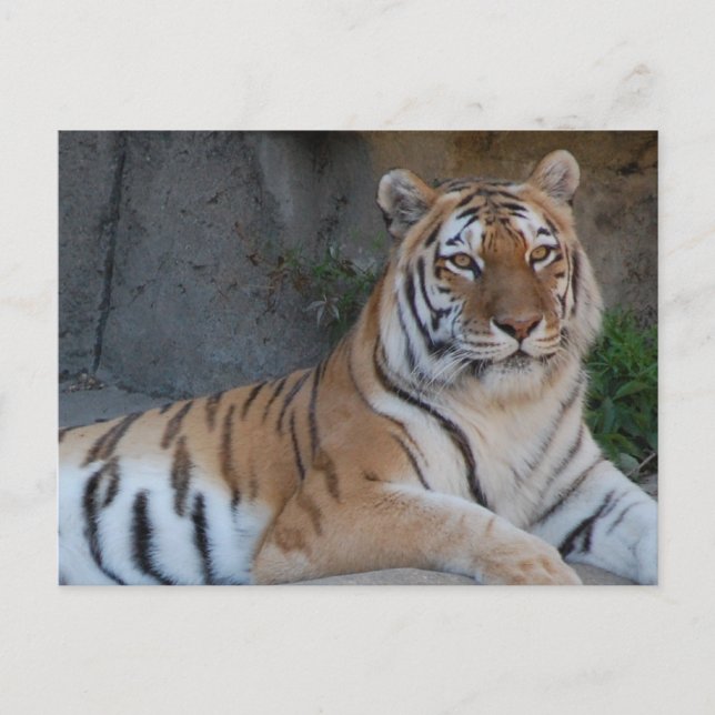 Bengal Tigers Postcard (Front)