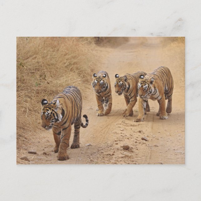 Bengal Tigers Postcard (Front)