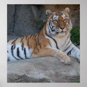 Bengal Tigers Poster