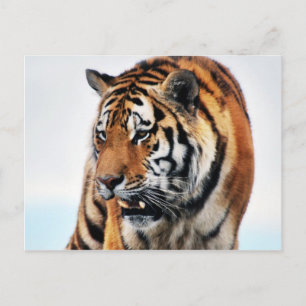 Bengal Tigers Wild Life Postcard