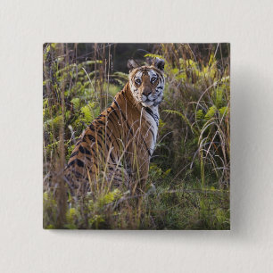 Bengal tigress in tall grass, trying to hunt, 15 cm square badge