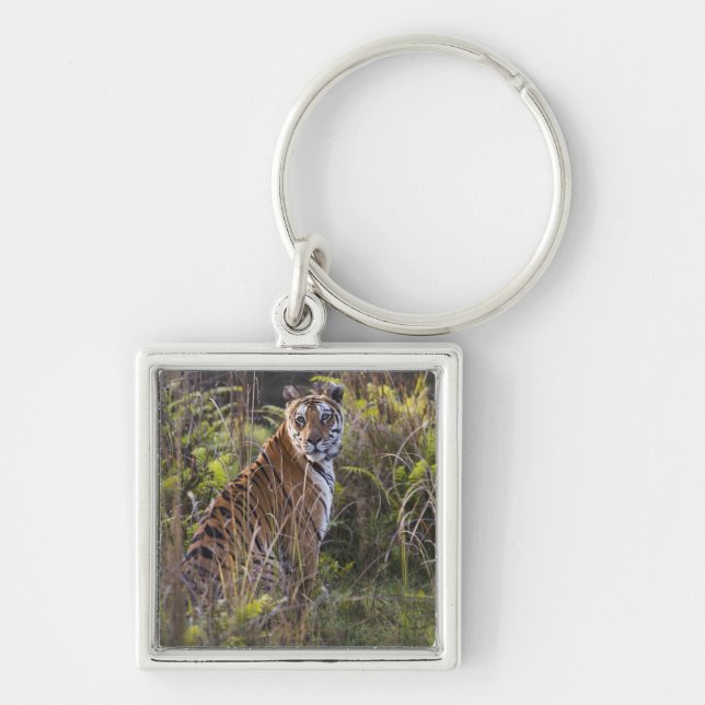 Bengal tigress in tall grass, trying to hunt, key ring (Front)