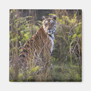 Bengal tigress in tall grass, trying to hunt, magnet