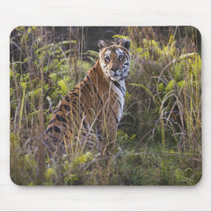 Bengal tigress in tall grass, trying to hunt, mouse pad