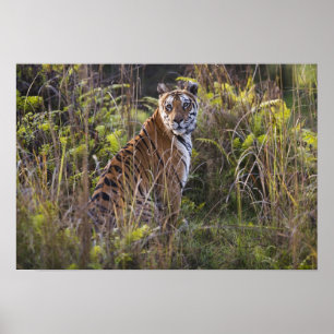 Bengal tigress in tall grass, trying to hunt, poster