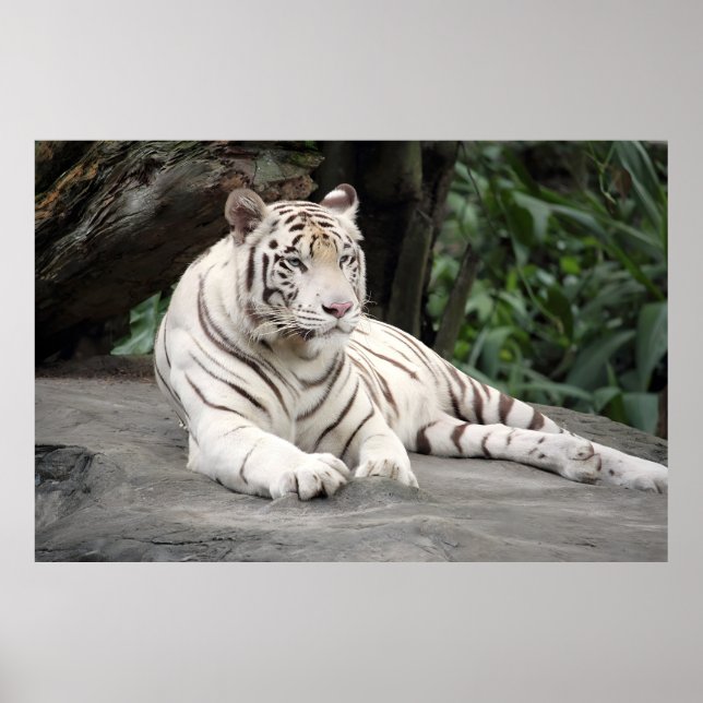Bengal White Tiger Lying On The Rock Poster (Front)