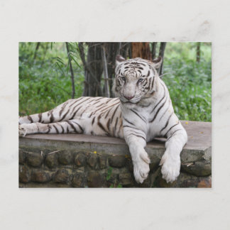 Bengal white Tiger Postcard