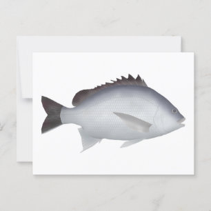 Bengal Yellowfin Seabream Postcard