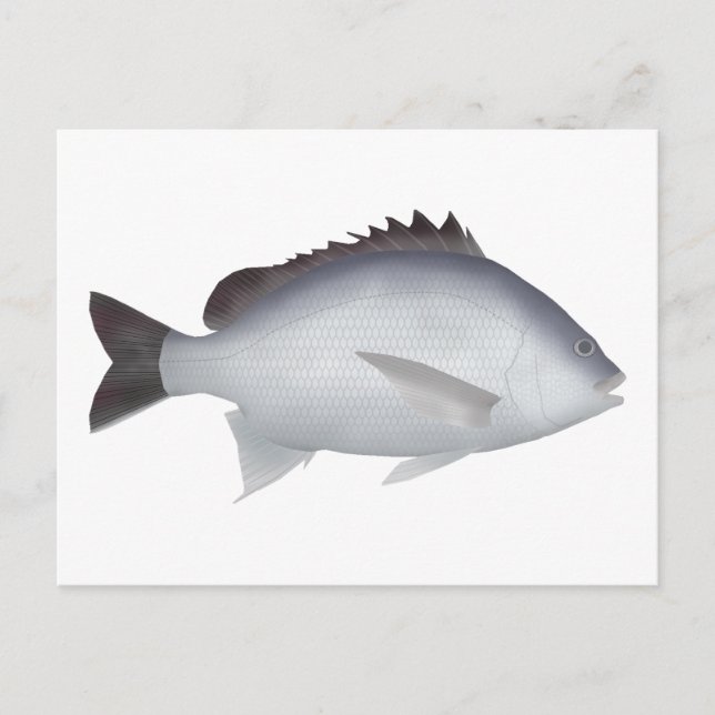 Bengal Yellowfin Seabream Postcard (Front)
