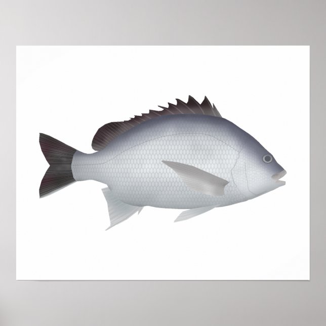 Bengal Yellowfin Seabream Poster (Front)