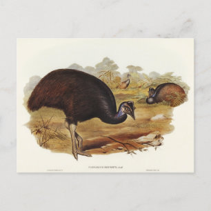 Bennett's Cassowary by Elizabeth Gould Postcard