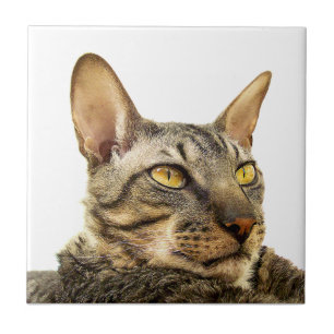 Benson Tile   Tabby point Cornish Rex Cat -Tiger