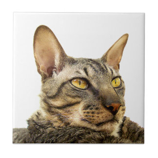 Benson Tile | Tabby point Cornish Rex Cat -Tiger