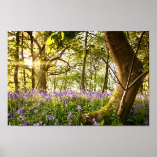 Bent tree in bluebell forest poster