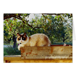 bentley flower box, glorydaysphotography
