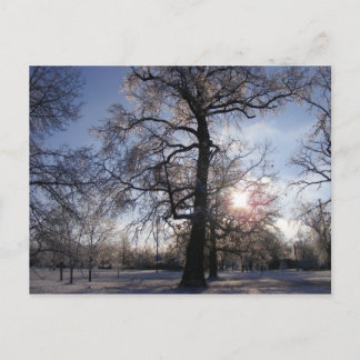 Berea Oak after Ice Storm Postcard