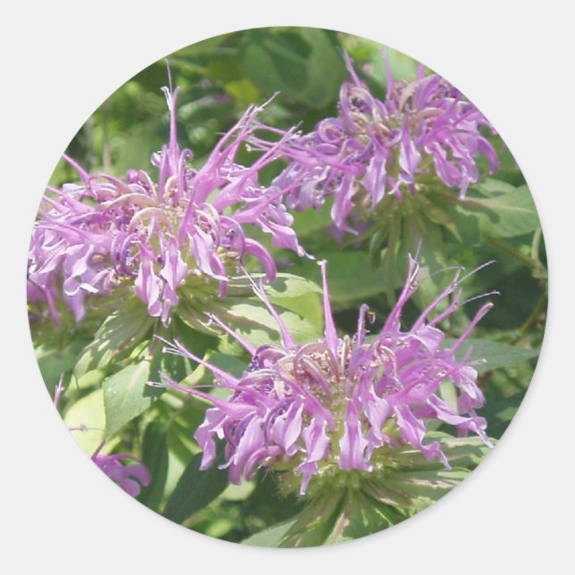 Bergamont Bee Balm Sticker (Front)