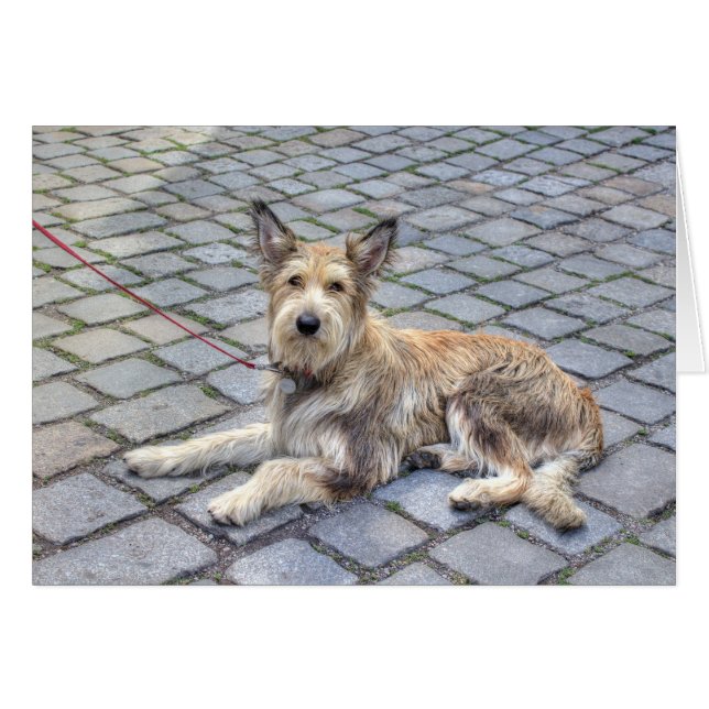 Berger de Picardie (Front Horizontal)