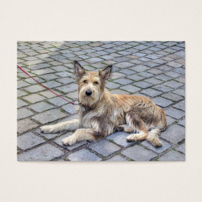 Berger de Picardie (Front)