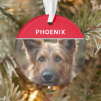Berger Picard Dog's Name and Photo Christmas