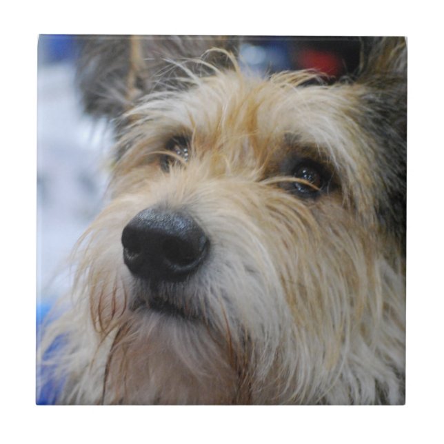 Berger Picard  Tile (Front)