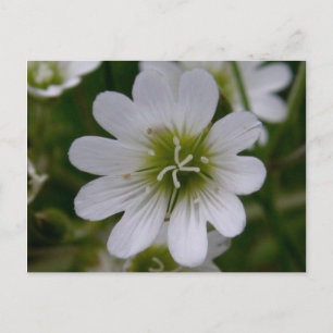 Bering Chickweed Blossom, Unalaska Island Postcard