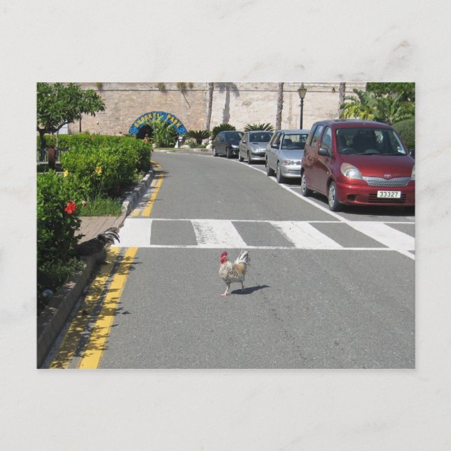 BERMUDA CHICKEN POSTCARD (Front)