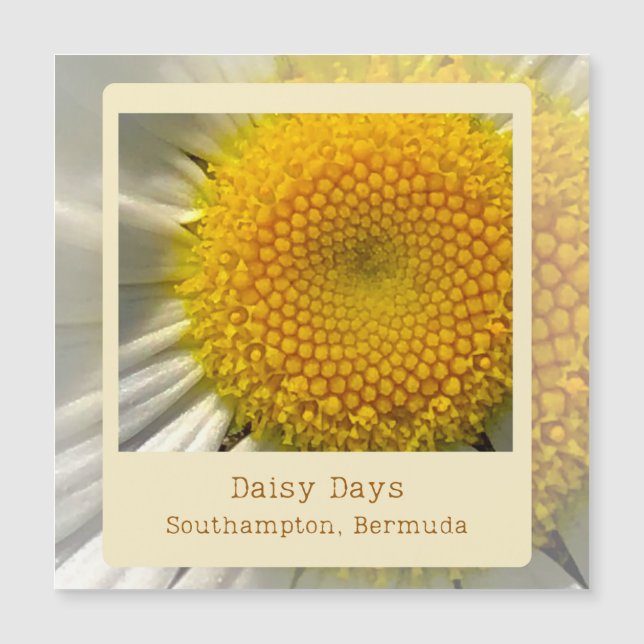 Bermuda Daisy Magnetic Card (Front)