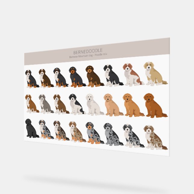 Bernedoodle Acrylic Sign (Angle)