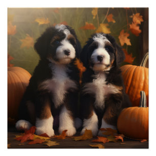 Bernedoodle Puppy Autumn Delight Pumpkin Poster
