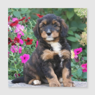 Bernedoodle puppy in petunias