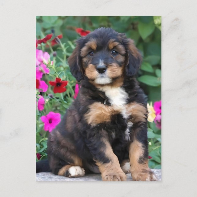 Bernedoodle puppy in petunias postcard (Front)