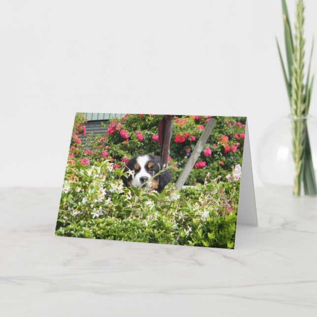 Berner Nation greeting card (Front)