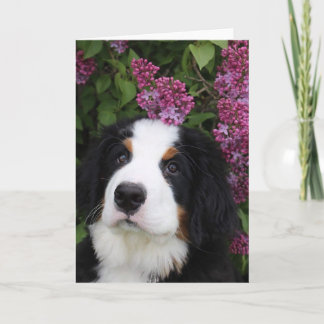 Berner  Nation greeting card (blank)